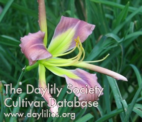 Daylily Lavender Handlebars